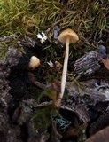 Galerina clavata image