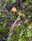 Galerina clavata image