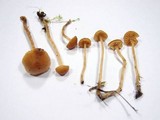 Galerina clavata image