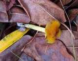 Hygrocybe acutoconica image