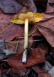 Hygrocybe acutoconica image