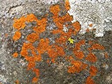 Caloplaca subsoluta image