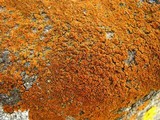 Caloplaca subsoluta image