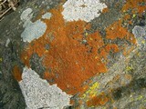 Caloplaca subsoluta image