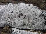 Biscogniauxia atropunctata image
