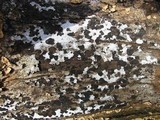 Biscogniauxia atropunctata image