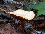Gymnopilus aeruginosus image