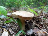 Tylopilus rhoadsiae image