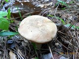 Tylopilus rhoadsiae image