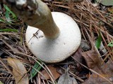 Tylopilus rhoadsiae image