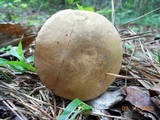 Tylopilus rhoadsiae image