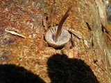 Mycena alcalina image