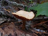 Gymnopilus aeruginosus image