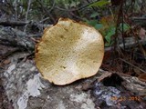 Gymnopilus aeruginosus image