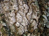 Eopyrenula intermedia image