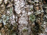 Eopyrenula intermedia image