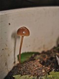 Psilocybe coprophila image