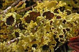 Vulpicida tubulosus image