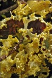 Vulpicida tubulosus image