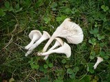 Camarophyllus ochraceopallidus image