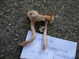 Hygrocybe colemanniana image