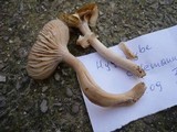 Hygrocybe colemanniana image