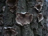 Cerrena unicolor image