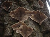 Cerrena unicolor image
