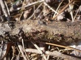 Nectria episphaeria image