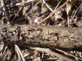 Nectria episphaeria image