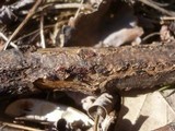 Nectria episphaeria image