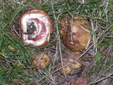 Suillus luteus image