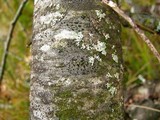 Amandinea polyspora image
