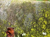 Amandinea polyspora image