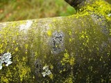Amandinea polyspora image
