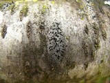 Amandinea polyspora image