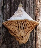 Daedalea quercina image
