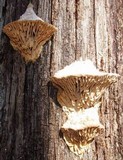 Daedalea quercina image