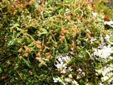Cladonia ramulosa image