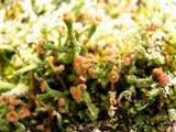 Cladonia ramulosa image