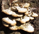Climacodon septentrionalis image