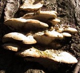 Climacodon septentrionalis image