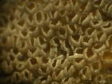 Resupinatus urceolatus image