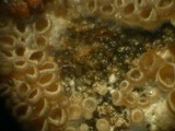 Resupinatus urceolatus image