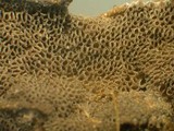 Resupinatus urceolatus image