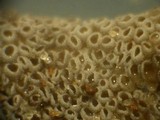 Resupinatus urceolatus image