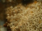 Resupinatus urceolatus image