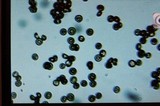 Phleogena faginea image
