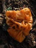 Gyromitra korfii image