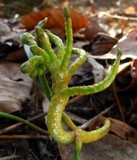 Puccinia mariae-wilsoniae image